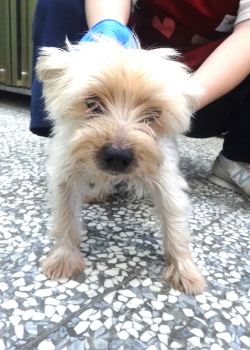 Brown-and-white adult male Yorkshire Terrier, Medium, shelter no. …1497