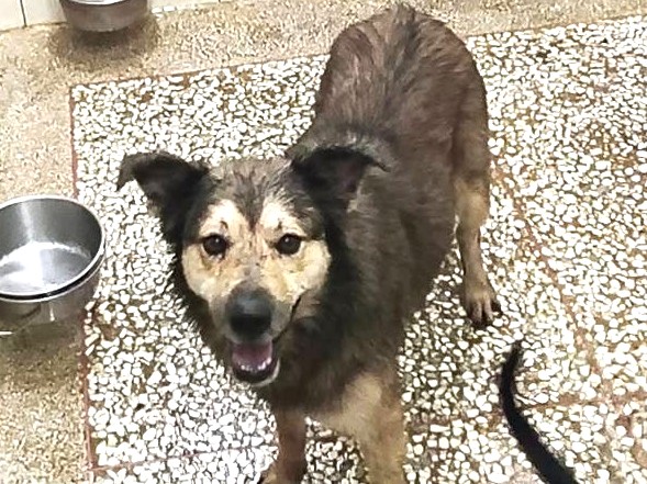 Photo of No. LAAAG1150828A1-2, Adult · Male · Large · Mixed breed