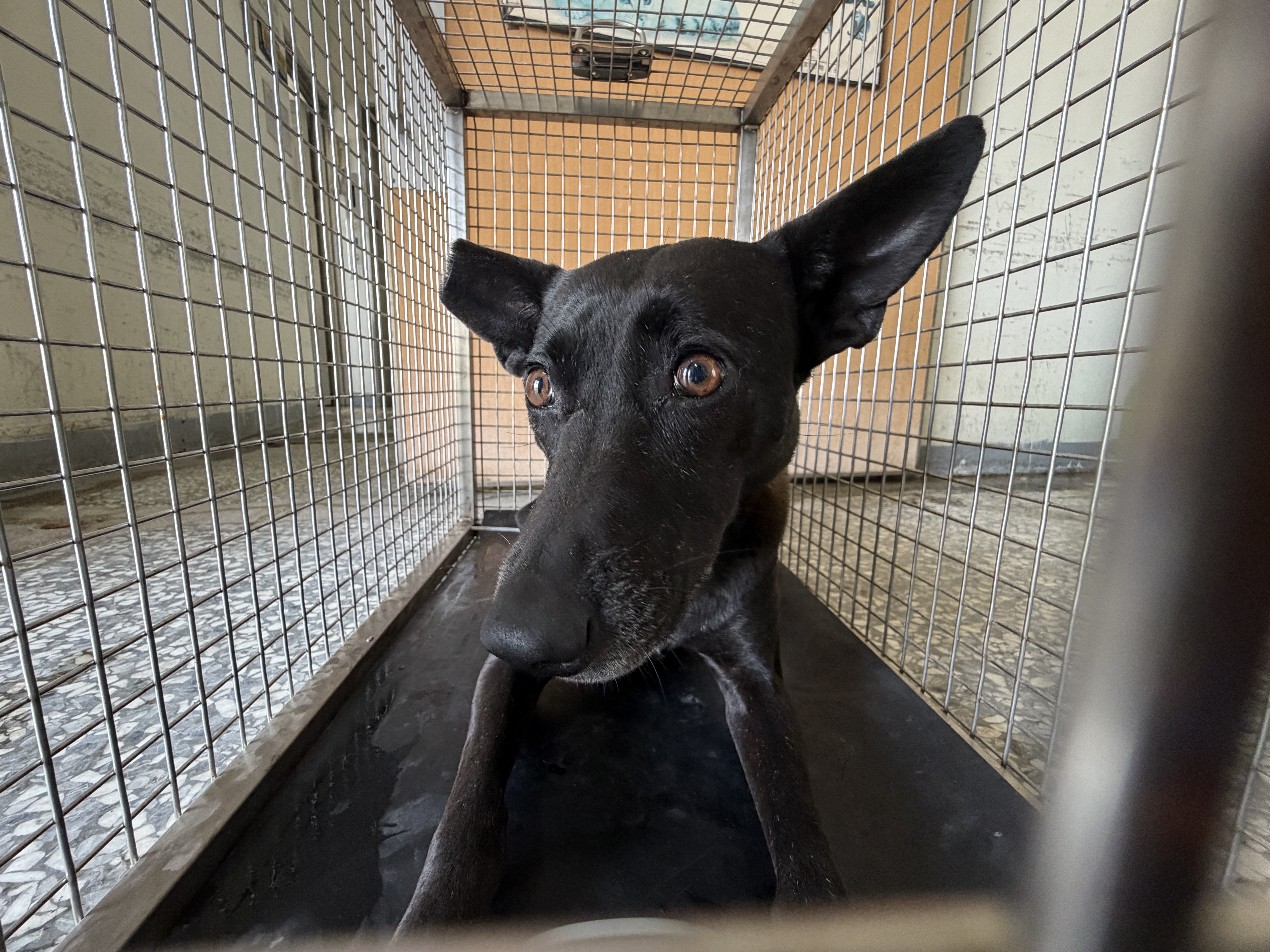 Black adult male mixed-breed dog, Large, shelter no. …25-1