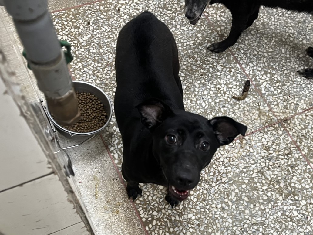 Photo of No. LAAAG1150401A25-1, Adult · Female · Large · Mixed breed