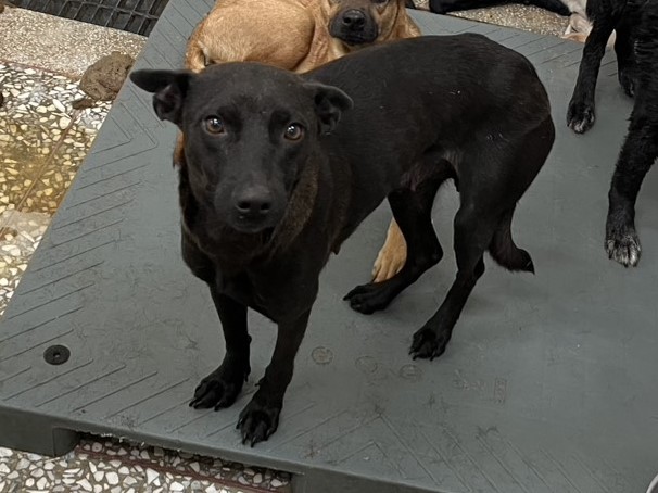 Photo of No. LAAAG1150303A25-2, Adult · Female · Large · Mixed breed