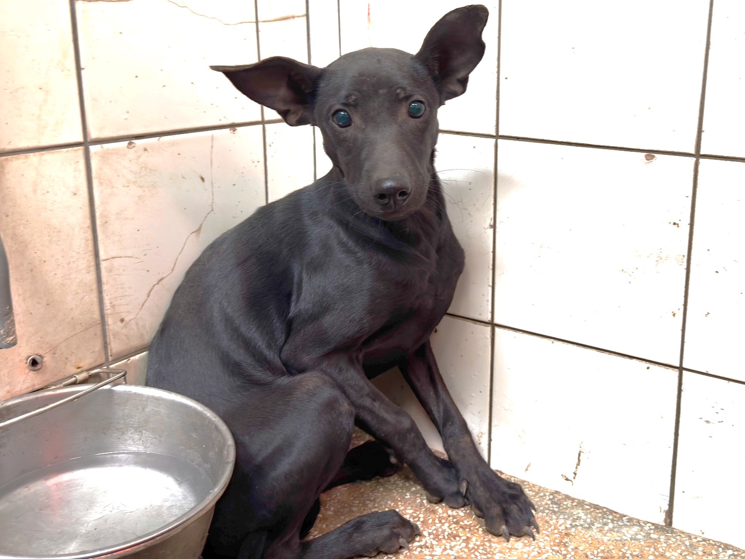 Photo of No. LAAAG1150109A25, Adult · Female · Large · Mixed breed