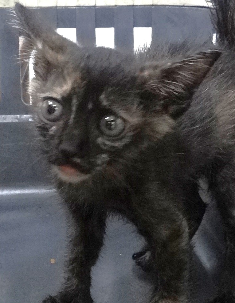 Photo of No. 1151505, Young · Small · Mixed breed