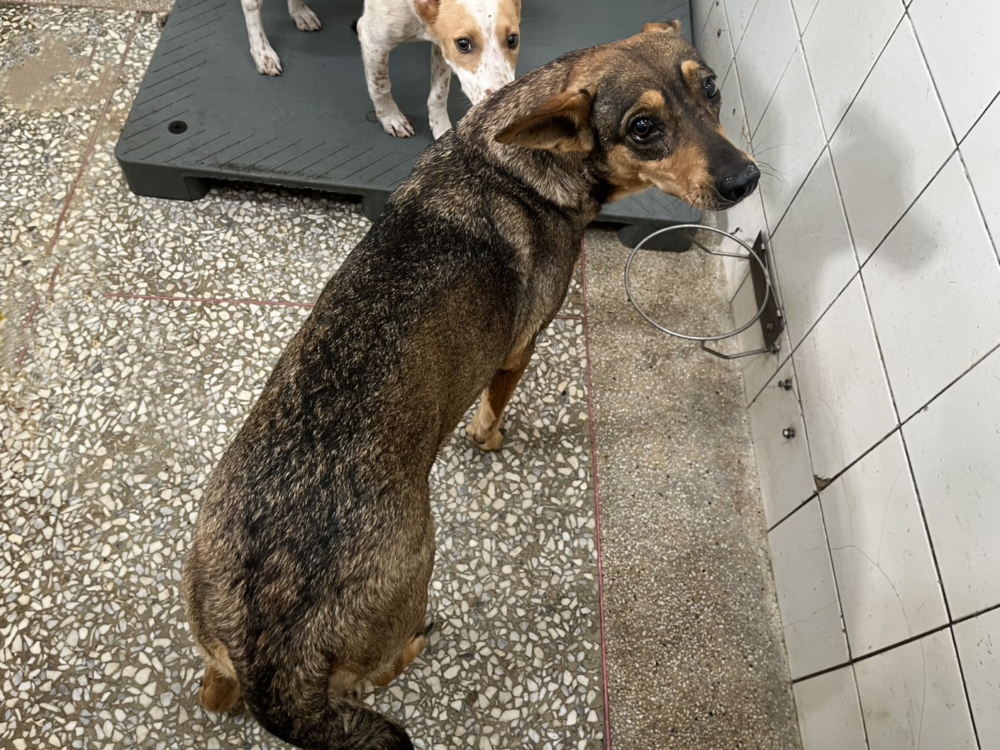 Tan adult female mixed-breed dog, Large, shelter no. …25-1