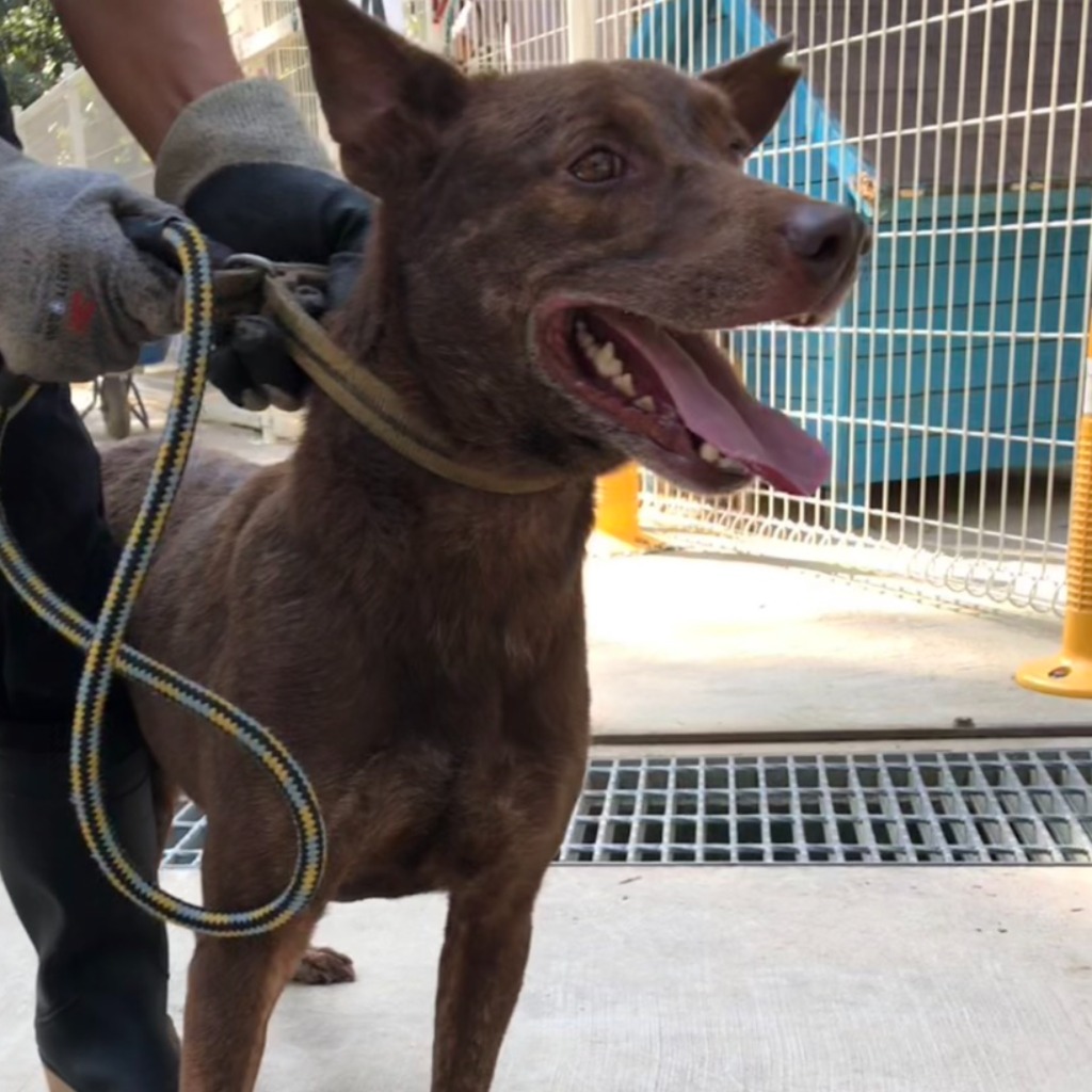 Brown adult male mixed-breed dog, Medium, shelter no. …9-13