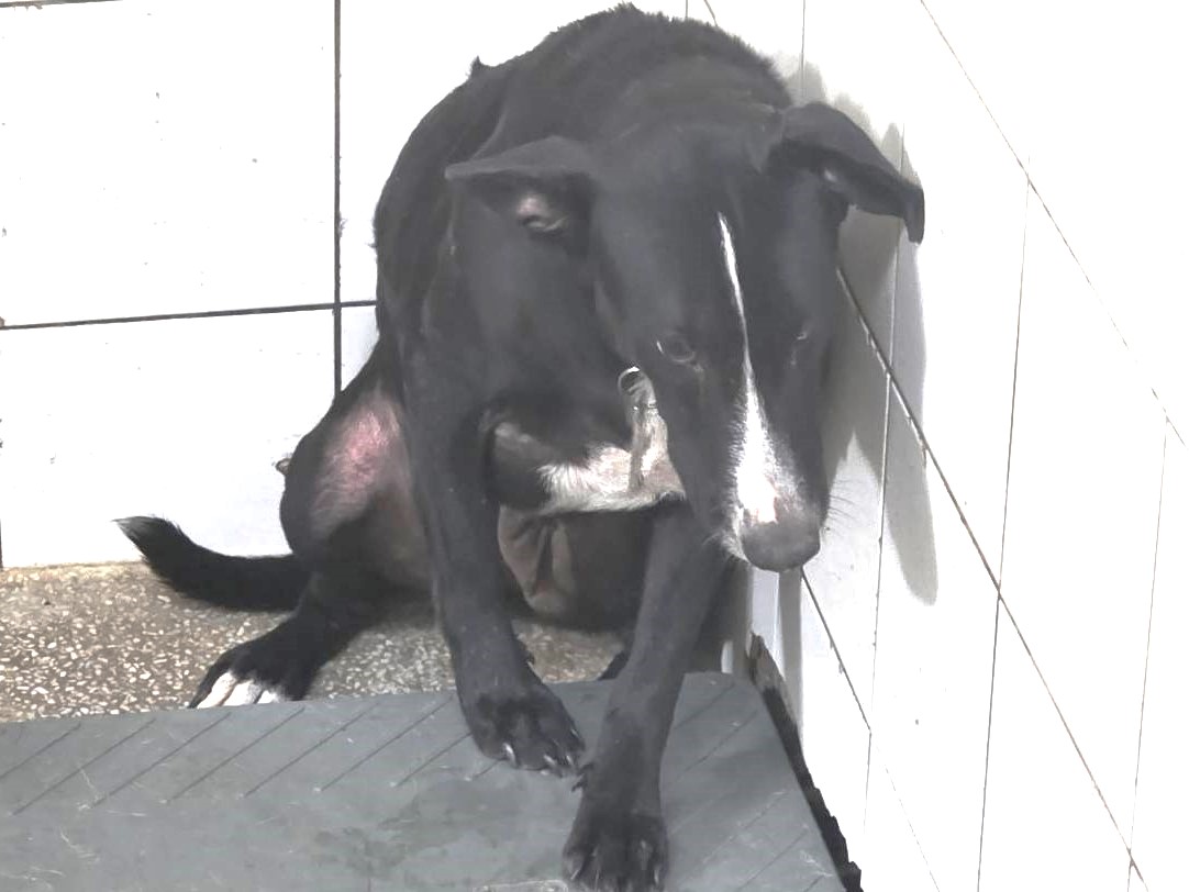 Black adult female mixed-breed dog, Large, shelter no. …2A25