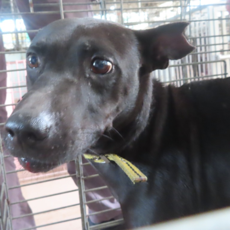 Photo of No. W150909-10, Adult · Male · Medium · Mixed breed