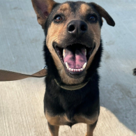 Photo of No. W150909-09, Adult · Female · Medium · Mixed breed