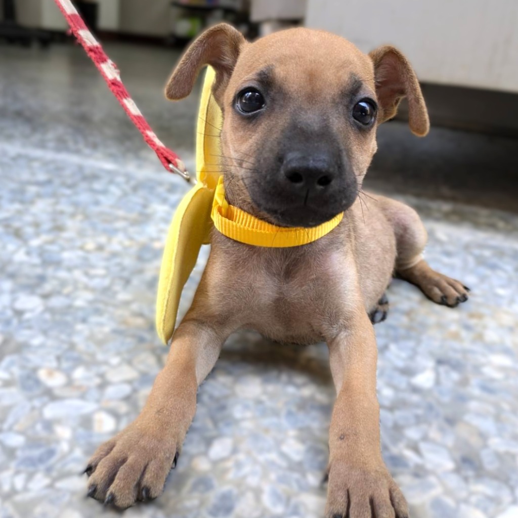 Young male mixed-breed dog, Small, shelter no. …5003