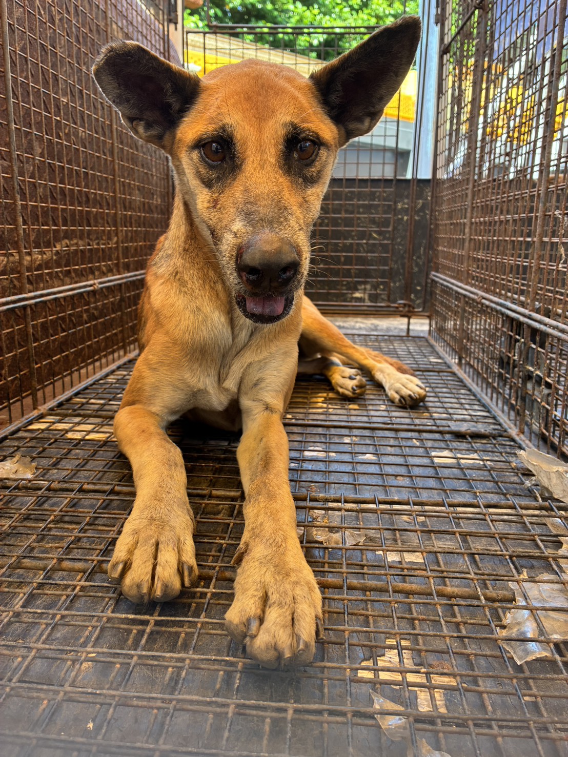 Photo of No. GAAAG1150910005, Adult · Female · Medium · Mixed breed