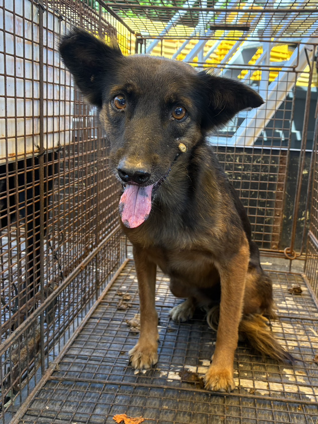 Photo of No. GAAAG1150910006, Adult · Female · Medium · Mixed breed