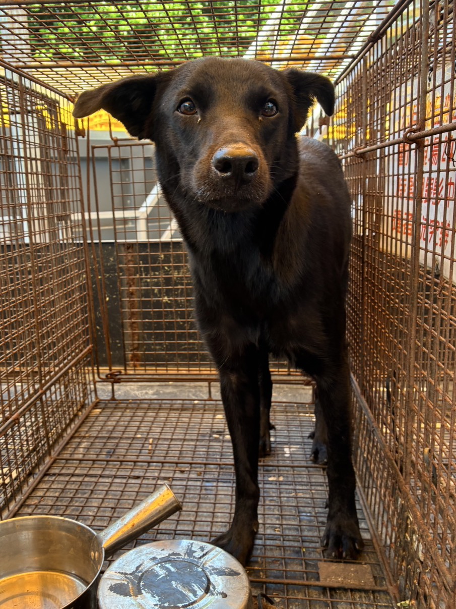 Photo of No. GAAAG1150910007, Adult · Female · Medium · Mixed breed
