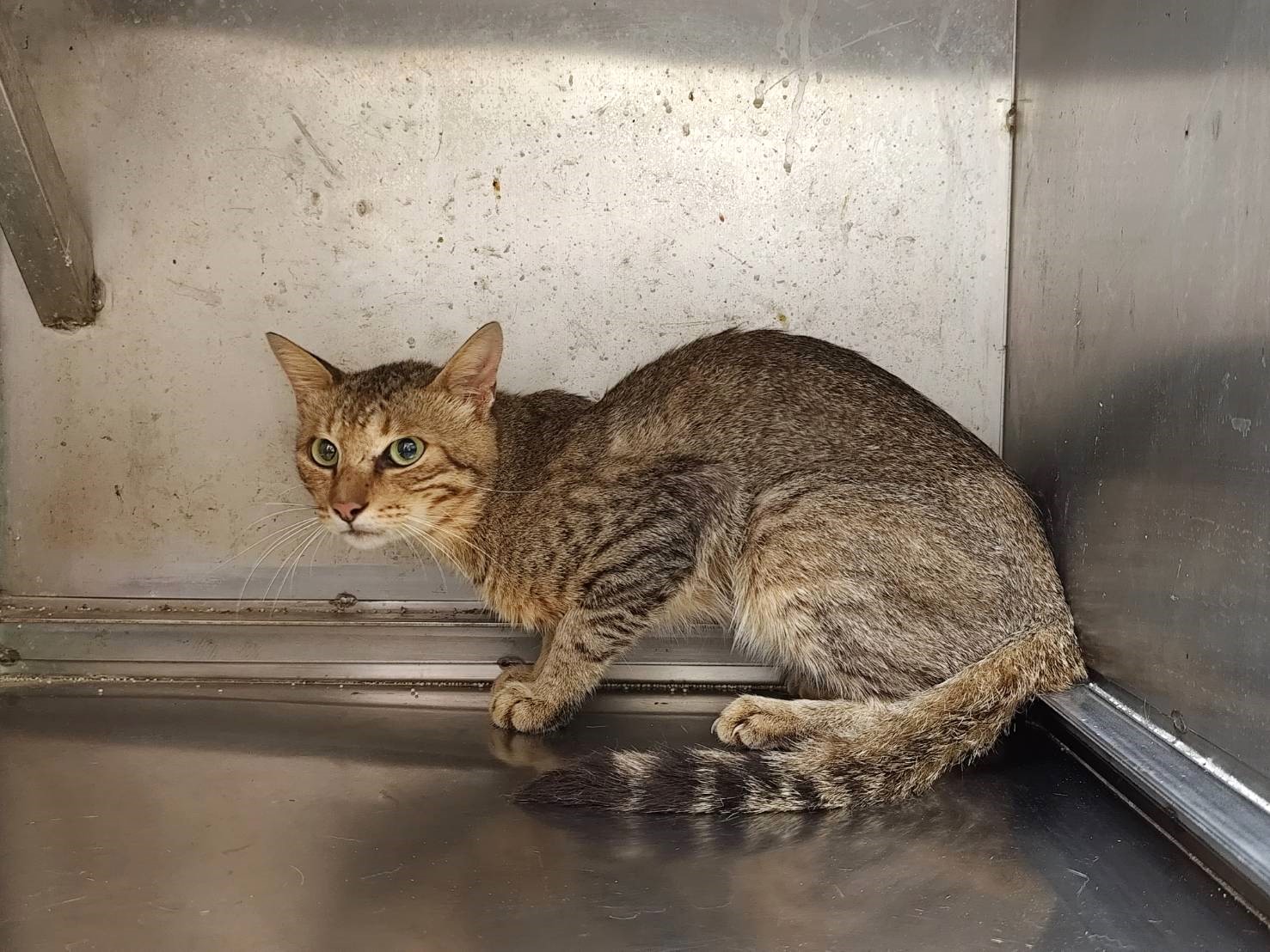 Photo of No. LAABG115081802, Adult · Male · Large · Mixed breed