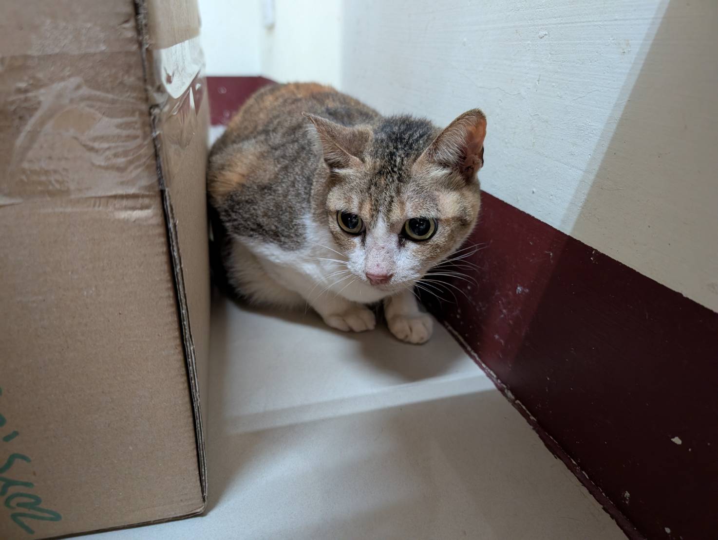 Photo of No. LAABG115041506, Adult · Female · Large · Mixed breed