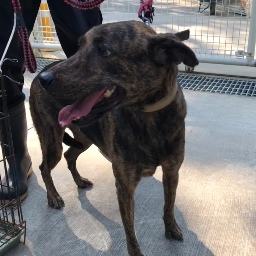 Photo of No. W150910-11, Adult · Female · Medium · Mixed breed