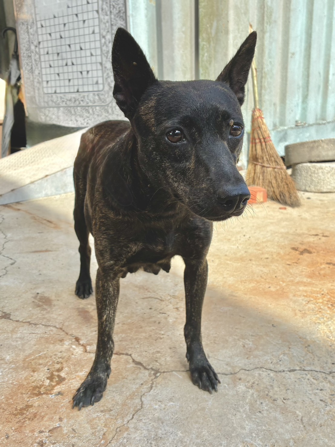 Photo of No. GAAAG1150911003, Adult · Female · Medium · Mixed breed