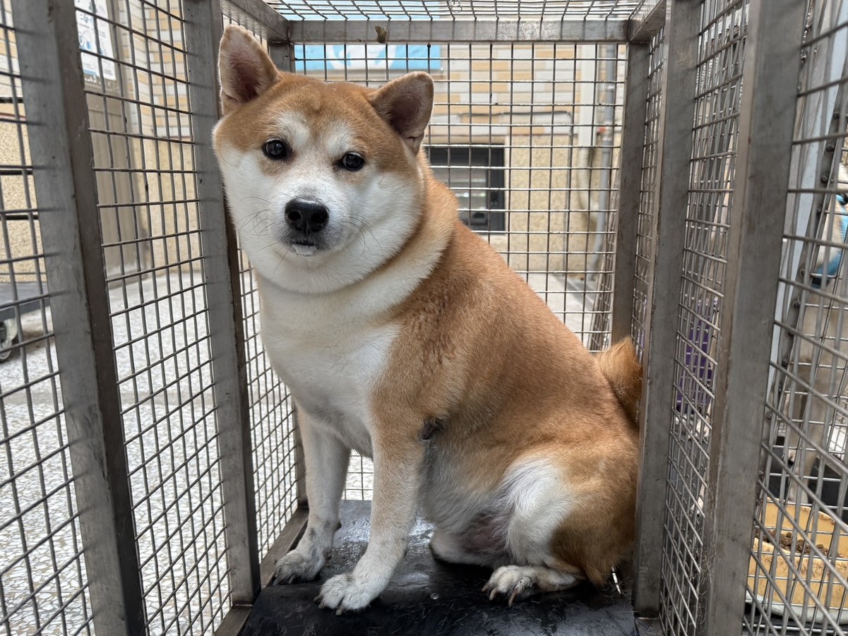 Photo of No. LAAAG1150910W8, Adult · Male · Medium · Shiba Inu
