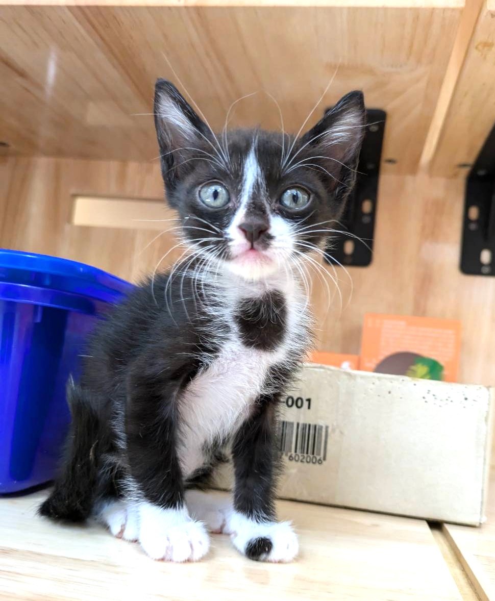 Photo of No. DAAAG1150911001, Young · Male · Small · Mixed breed