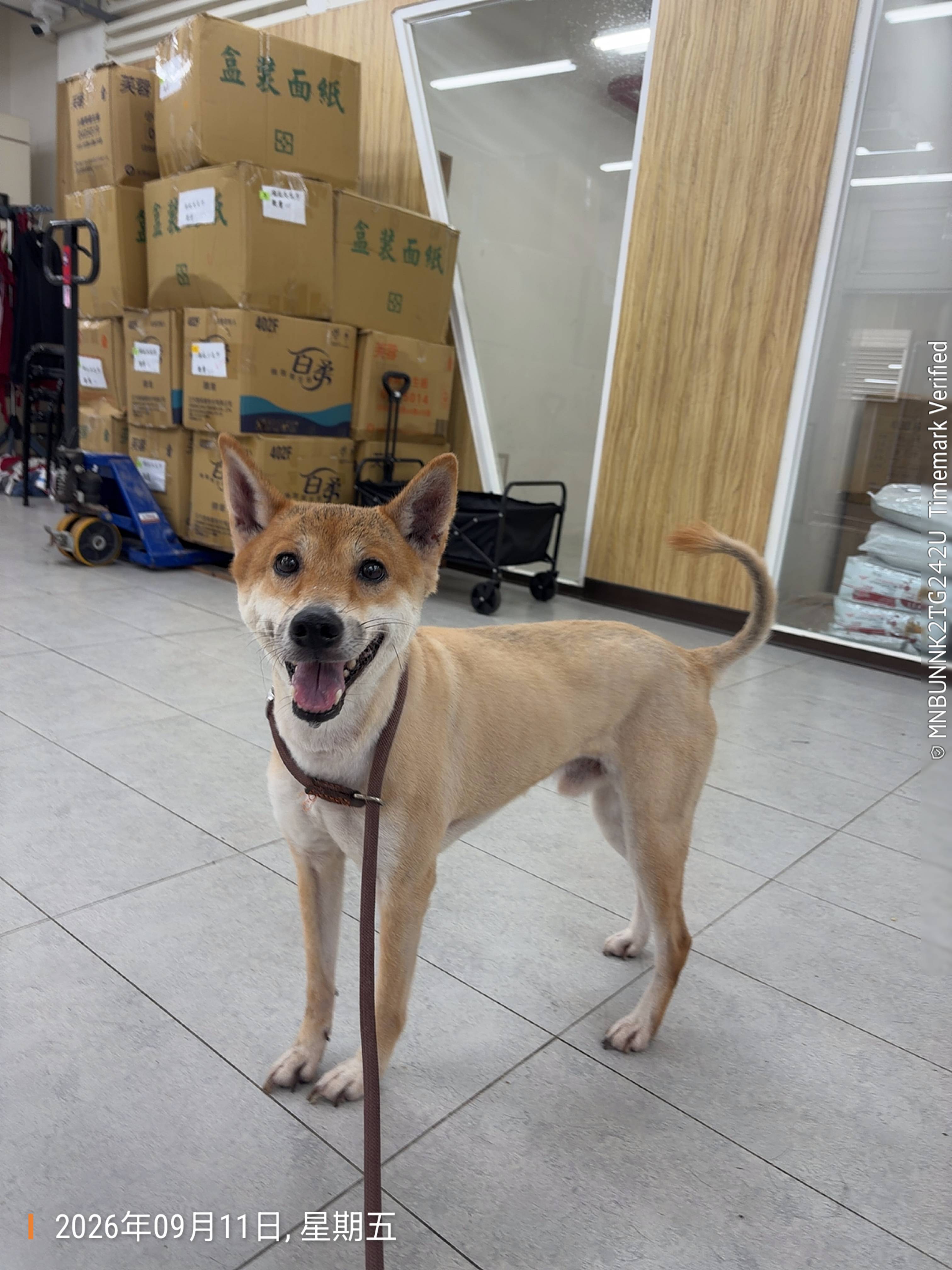 Photo of No. QAAAG1150911001, Adult · Male · Medium · Shiba Inu