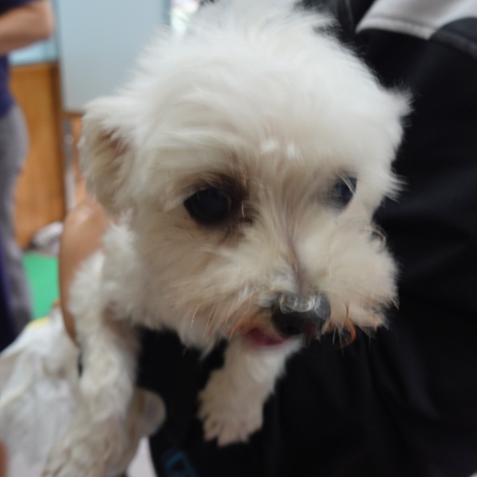 Photo of No. W150911-05, Adult · Male · Medium · Maltese