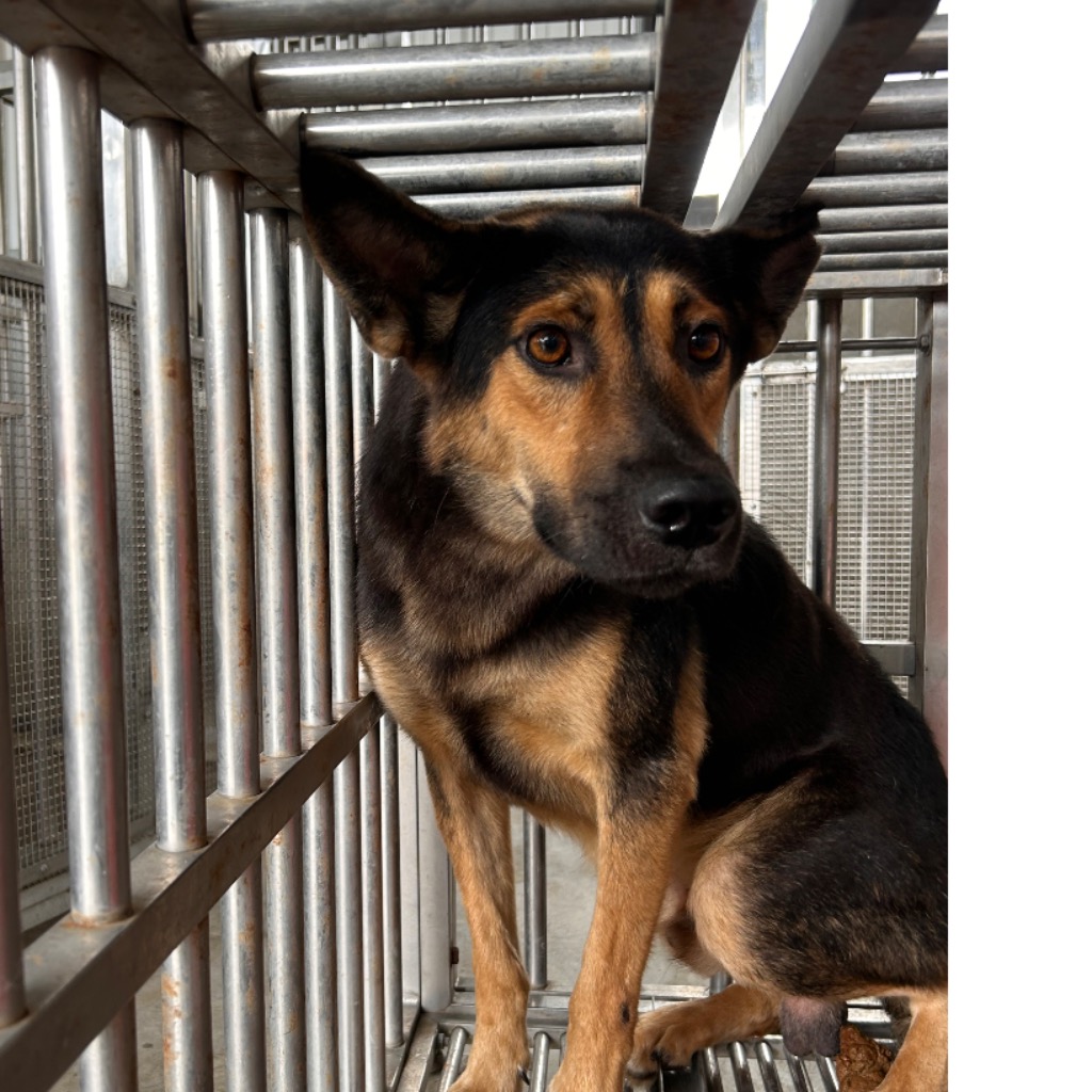 Photo of No. PAAAG1150814012, Adult · Male · Large · Mixed breed