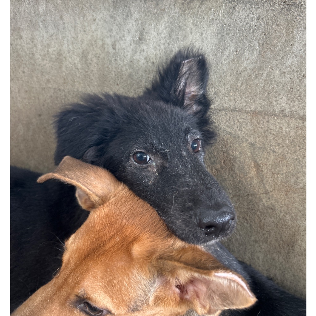 Photo of No. PAAAG1150519004, Young · Female · Medium · Mixed breed