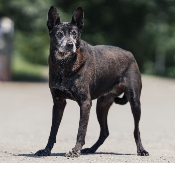 Black adult female mixed-breed dog, Medium, shelter no. …2507