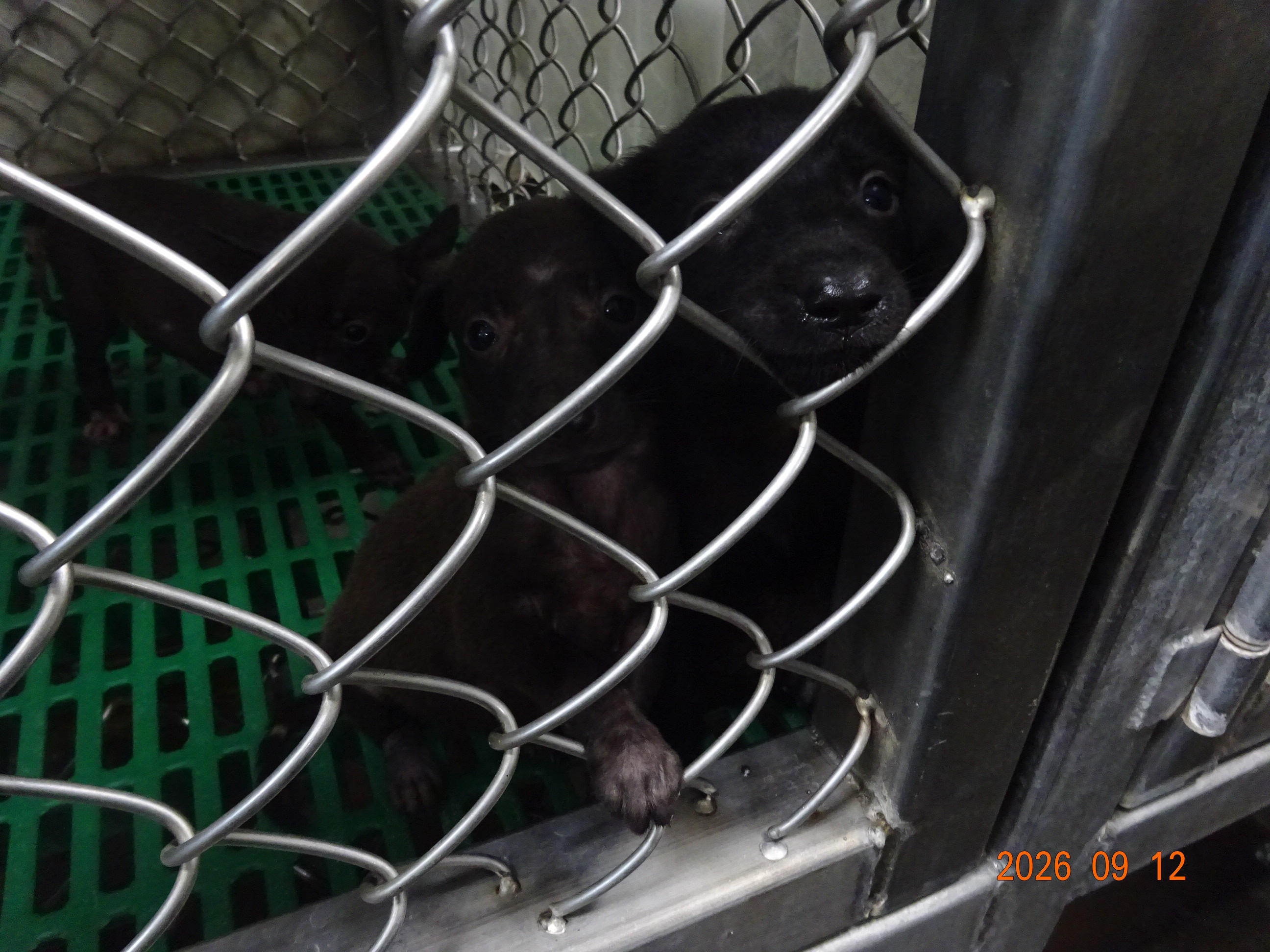 Photo of No. NAAAG1150912003, Young · Female · Small · Mixed breed