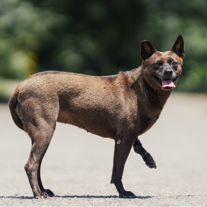 Photo of No. AAAEG1150110002, Adult · Female · Medium · Mixed breed