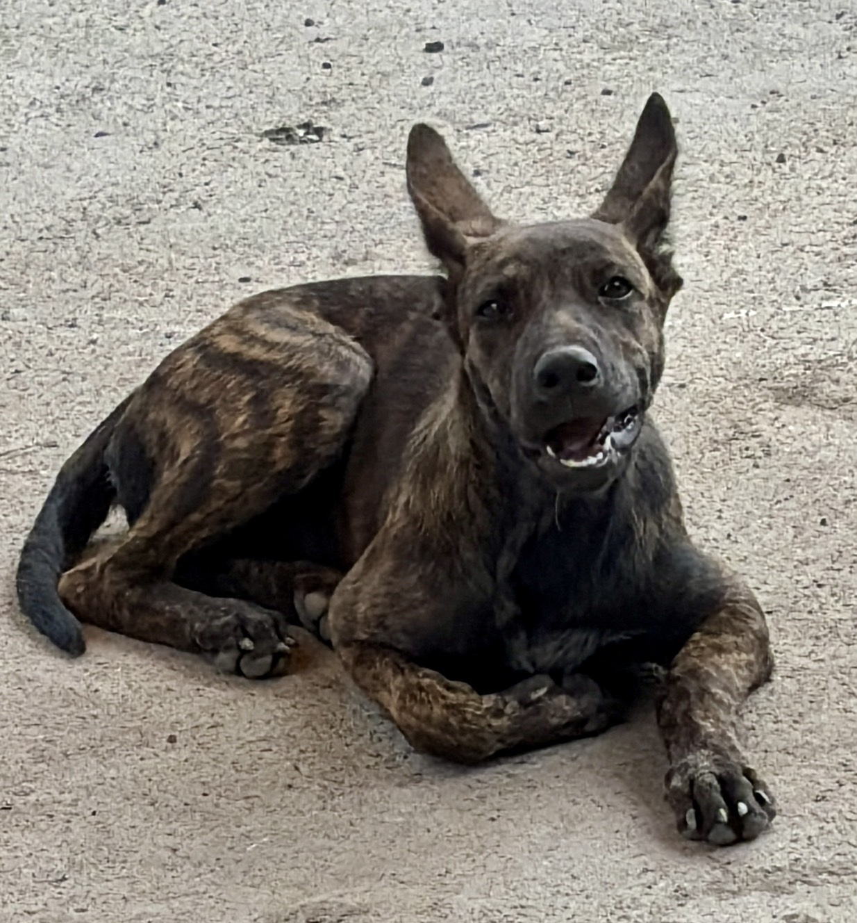 Photo of No. GAAAG1150913001, Young · Female · Small · Mixed breed