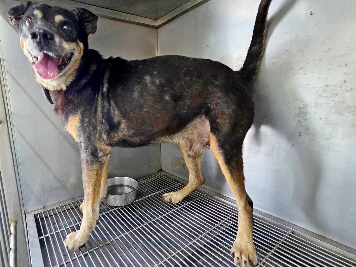 Black-and-tan adult male mixed-breed dog, Medium, shelter no. …1307