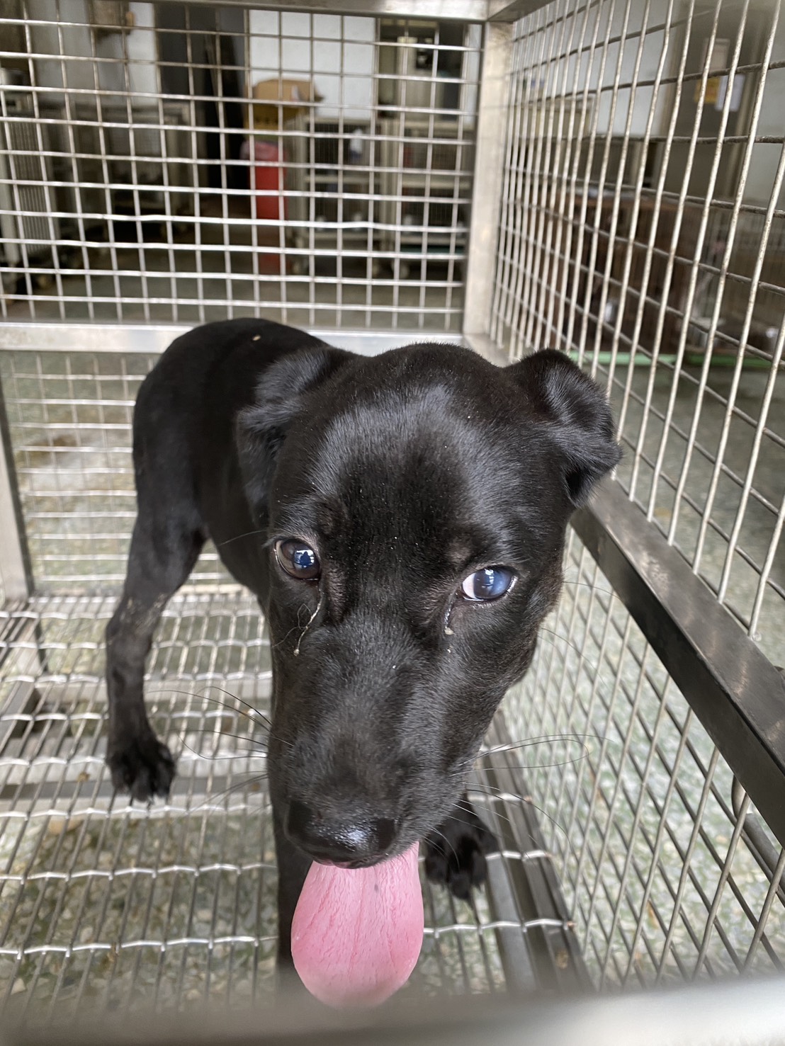 Photo of No. S150914-01, Young · Female · Small · Mixed breed