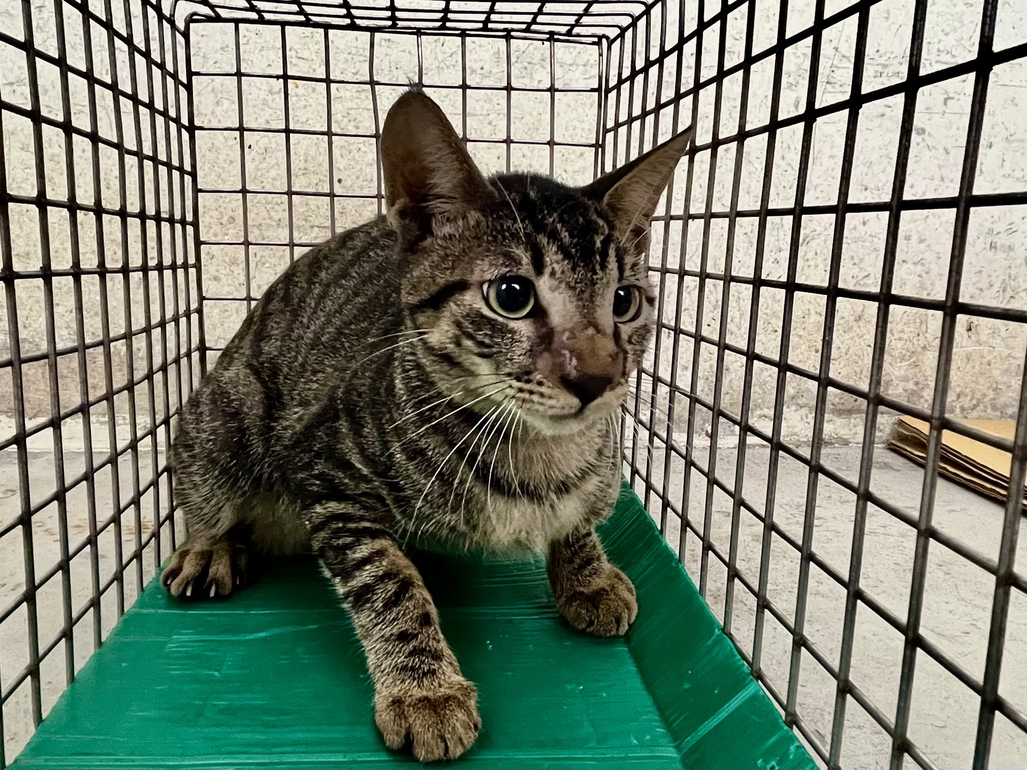 Photo of No. VAAAG115091404, Adult · Female · Medium · Mixed breed