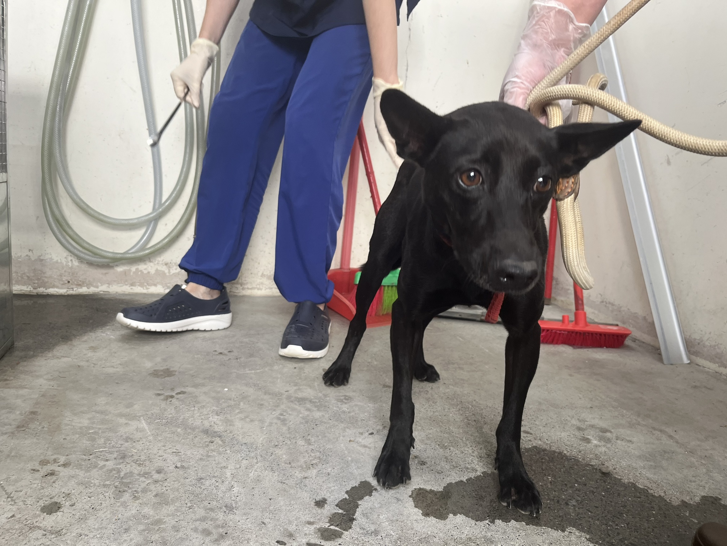 Photo of No. VAAAG115091405, Adult · Female · Medium · Mixed breed