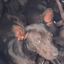 Photo of No. QAAAG1150914001, Adult · Female · Large · Mixed breed