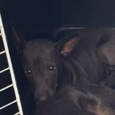 Photo of No. QAAAG1150914002, Young · Small · Mixed breed