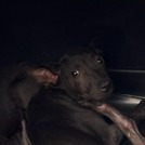 Black young mixed-breed dog, Small, shelter no. …4003