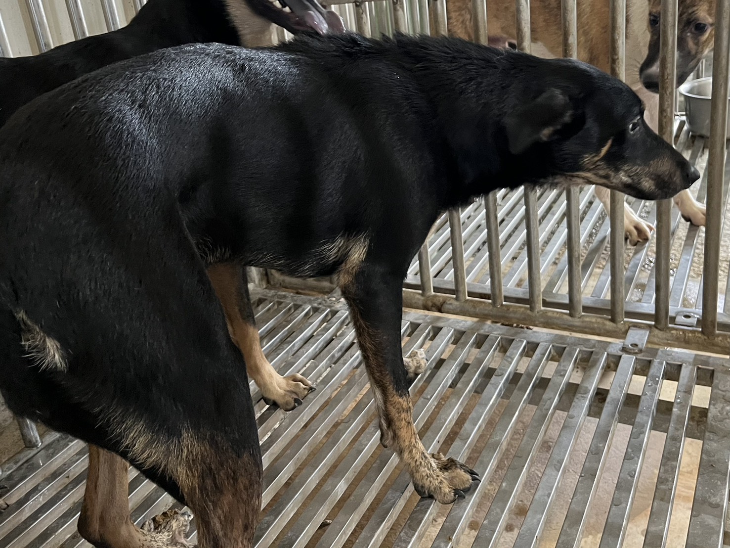 Black-and-tan adult male mixed-breed dog, Medium, shelter no. …4004