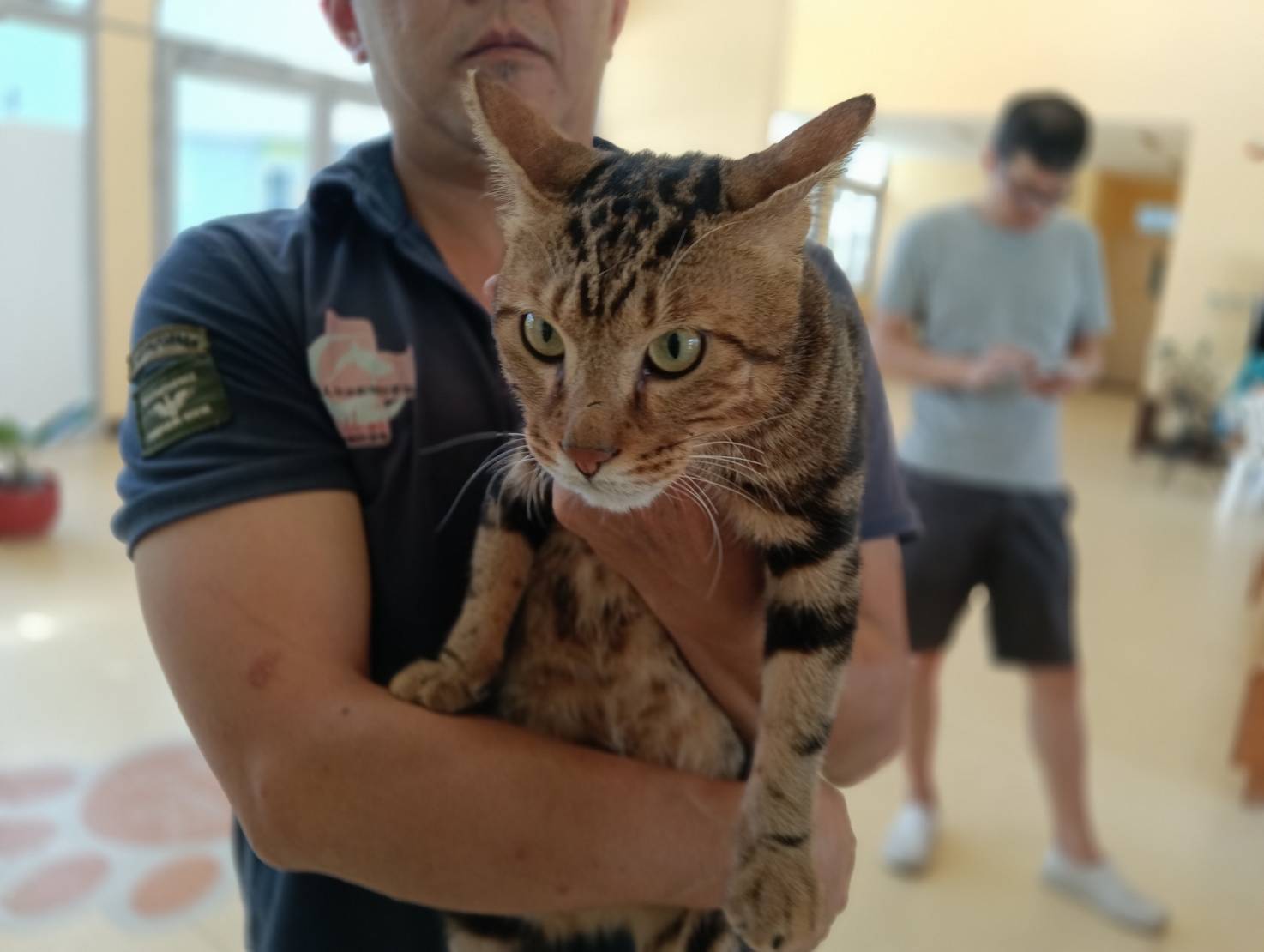 Tabby adult male mixed-breed cat, Medium, shelter no. …4001