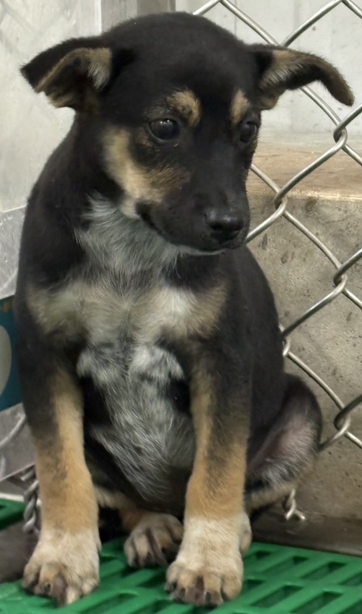 Photo of No. NAAAG1150914010, Young · Female · Small · Mixed breed