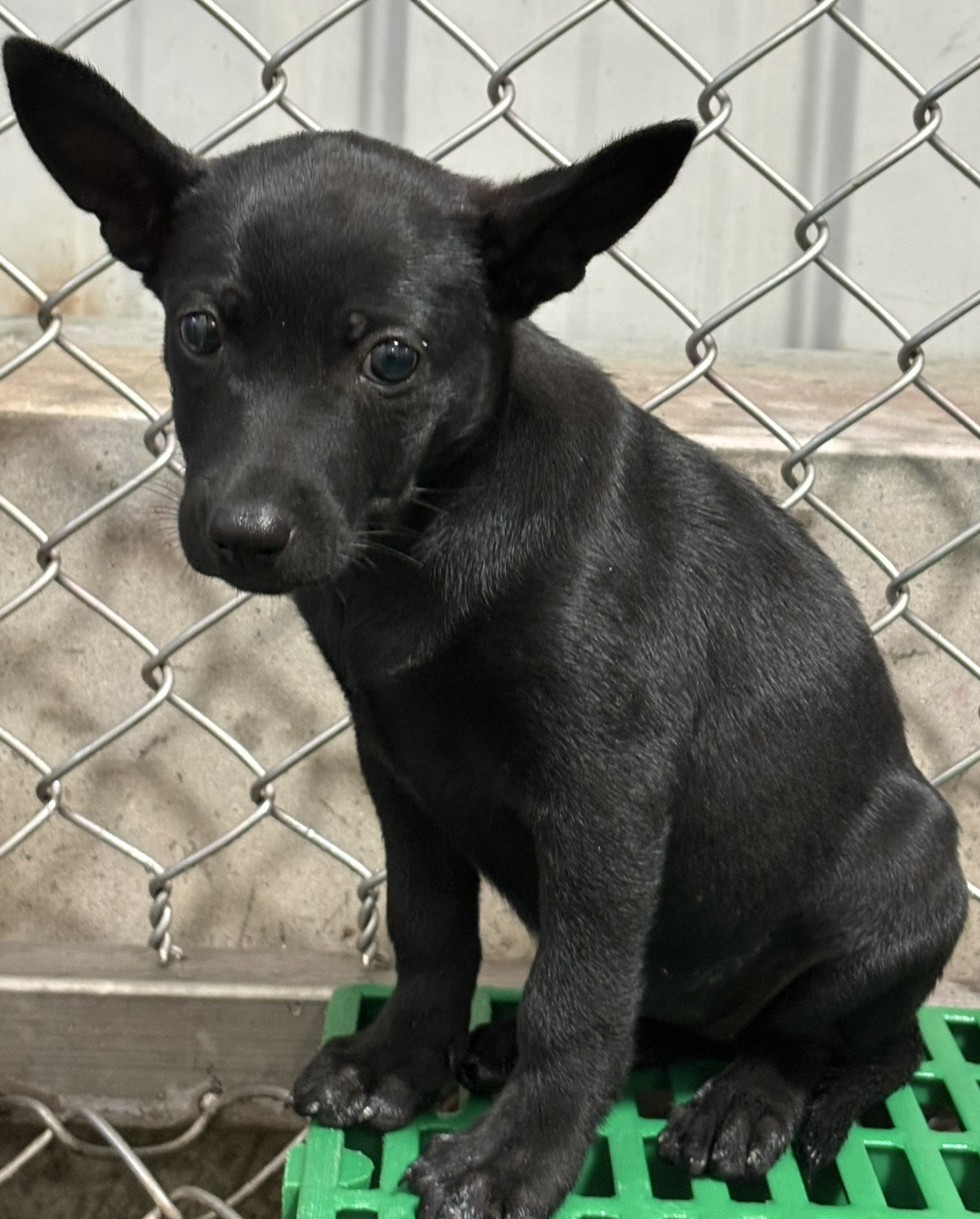 Black young female mixed-breed dog, Small, shelter no. …4011