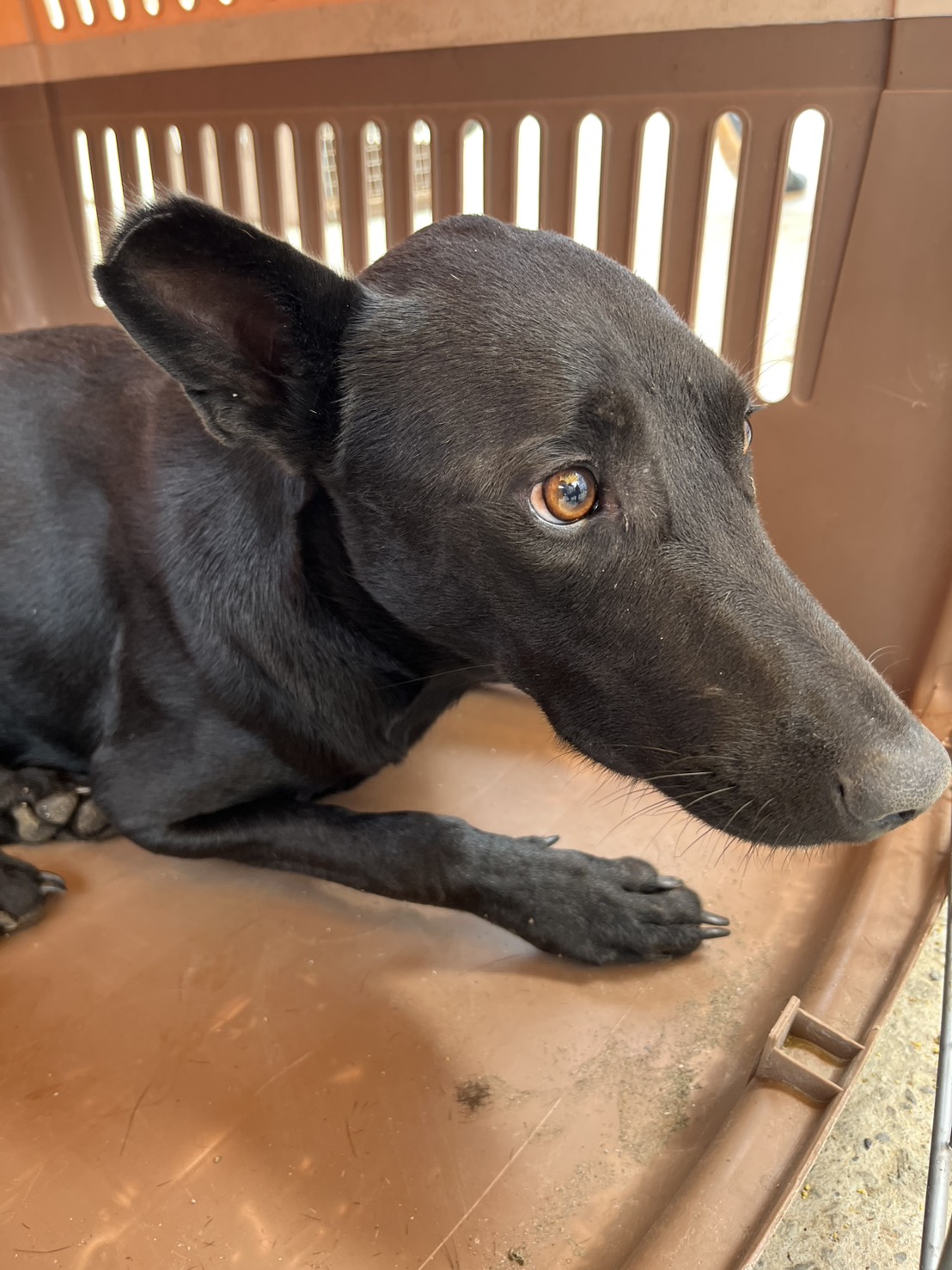 Photo of No. GAAAG1150915010, Adult · Female · Medium · Mixed breed