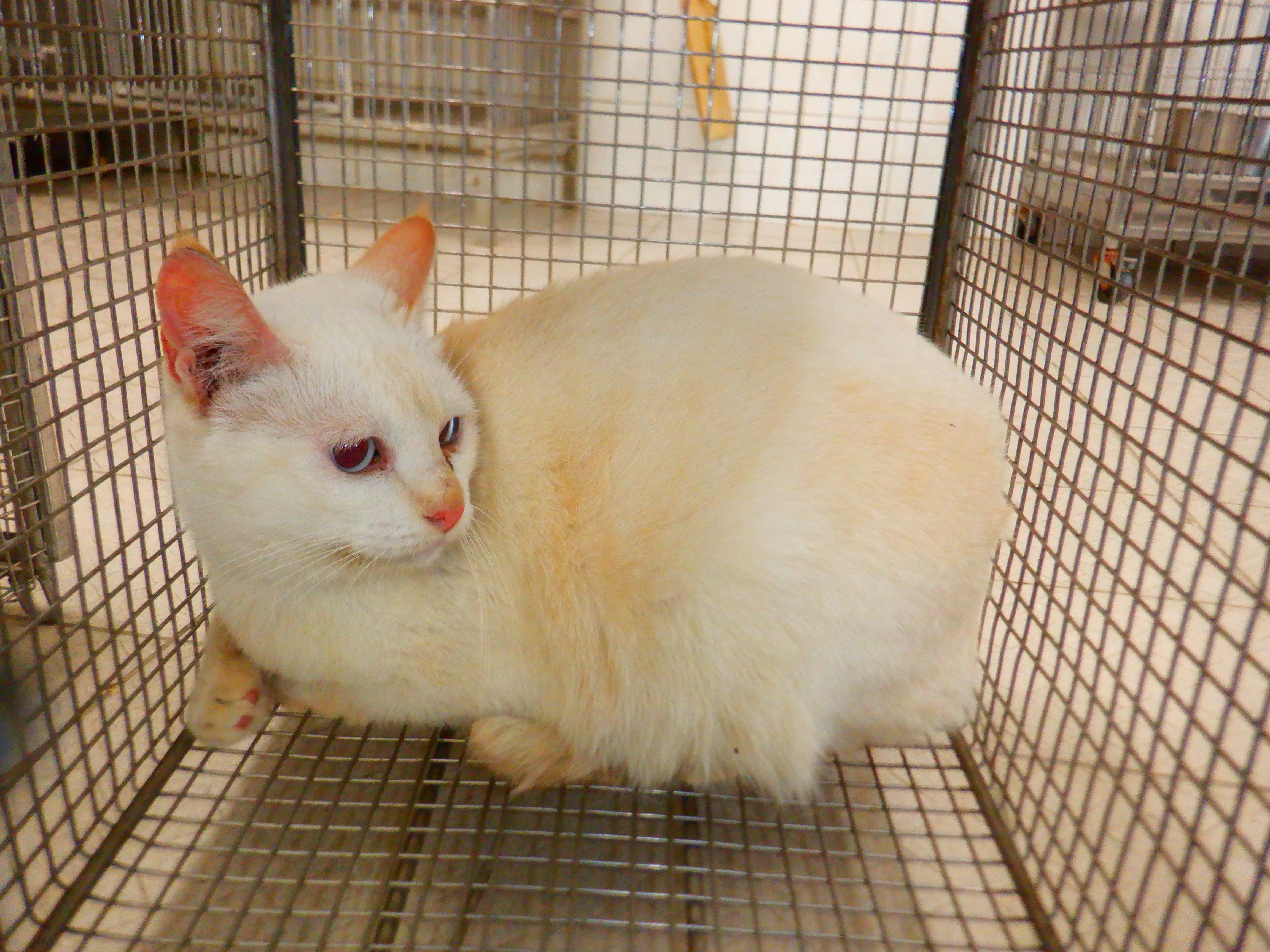 Photo of No. HAAAG1150914C1, Adult · Female · Small · Mixed breed