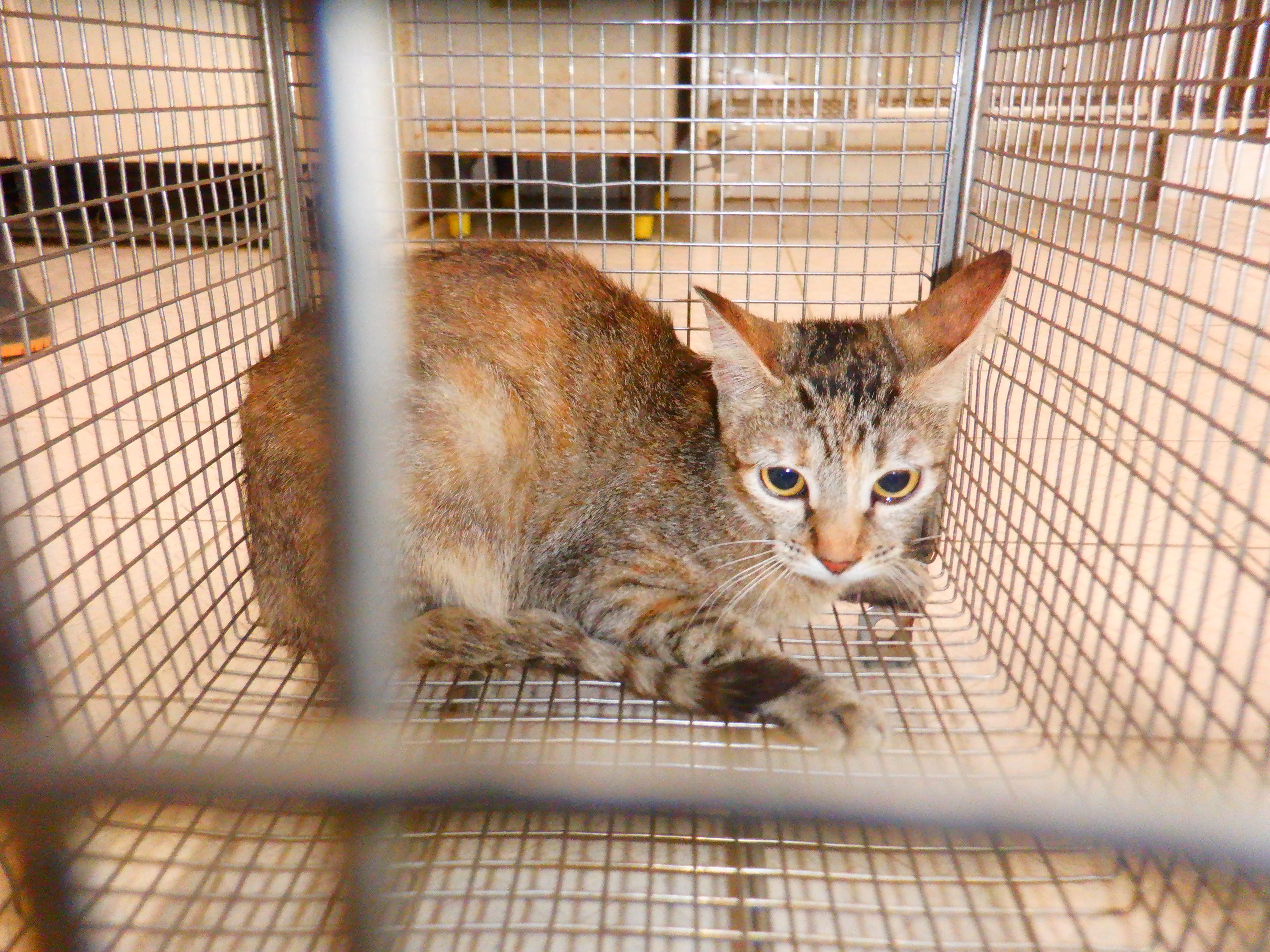 Photo of No. HAAAG1150914C4, Adult · Female · Small · Mixed breed