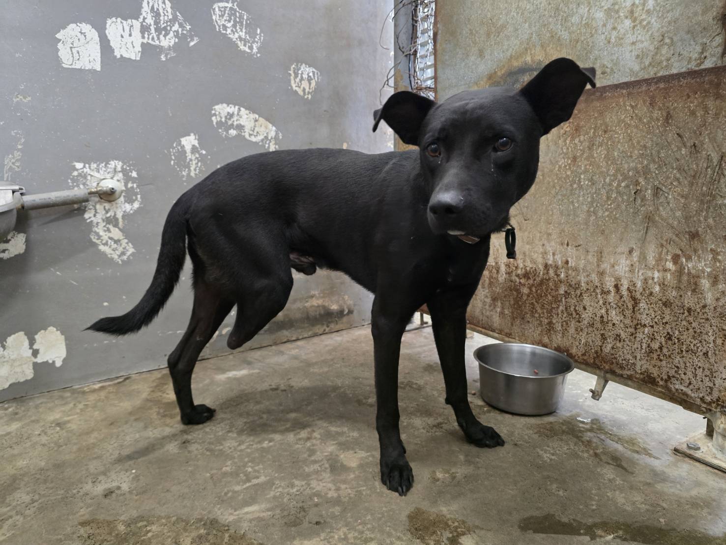 Photo of No. RAAAG1150915001, Adult · Male · Medium · Mixed breed