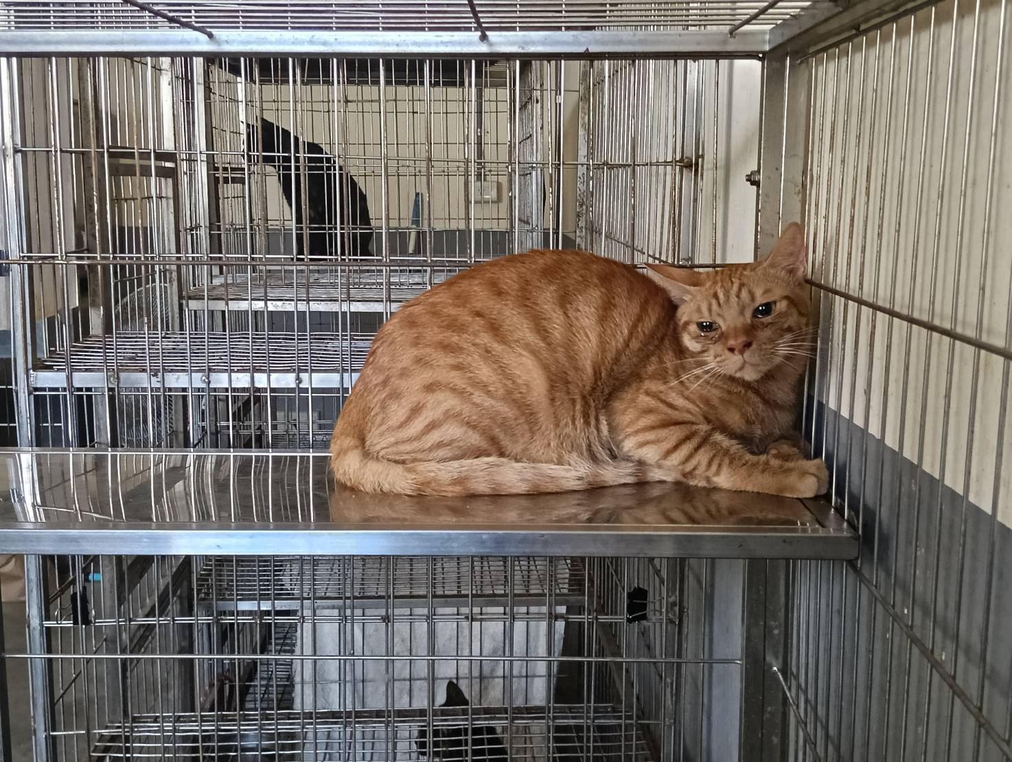 Orange adult male mixed-breed cat, Medium, shelter no. …5002