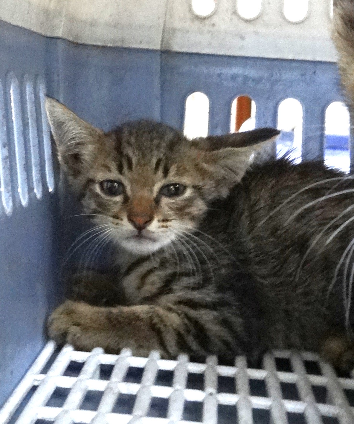 Photo of No. 1151545, Young · Medium · Mixed breed