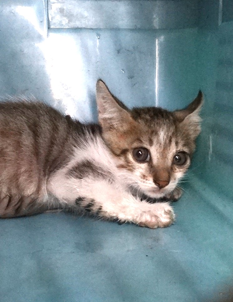Photo of No. 1151549, Young · Medium · Mixed breed