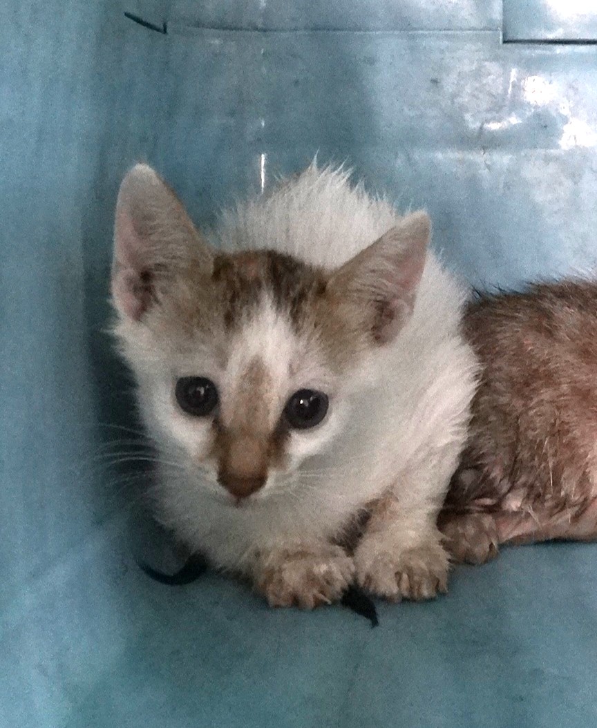 Tabby-and-white young mixed-breed cat, Medium, shelter no. …1550