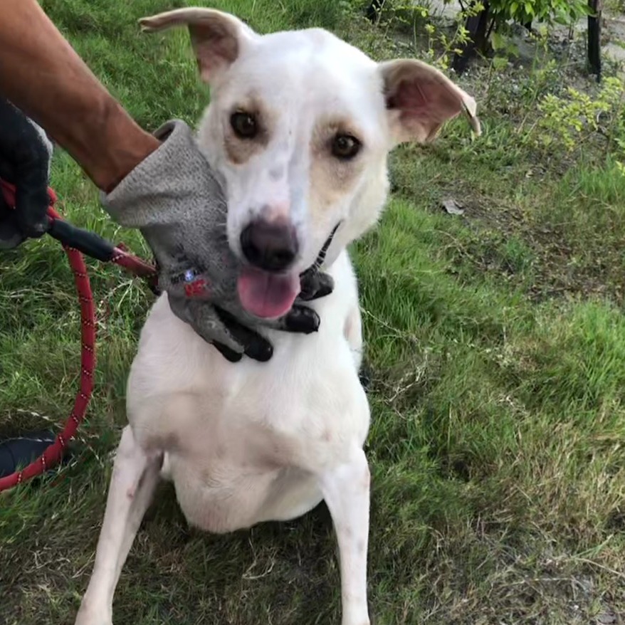 Photo of No. UAAAG1150916004, Adult · Male · Medium · Mixed breed